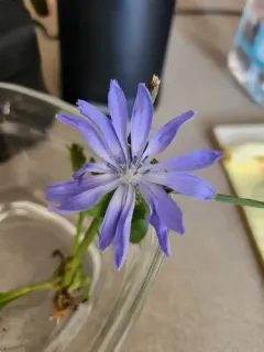 Wild Endive thumbnail 2