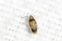 Stigmella macrocarpae thumbnail 3