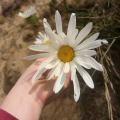 max chrysanthemum thumbnail 4