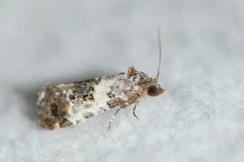 Black-tipped Rudenia Moth