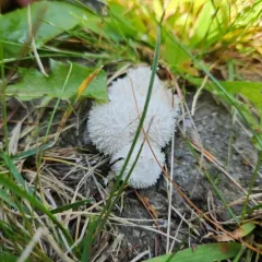 Curtis's Puffball thumbnail 1