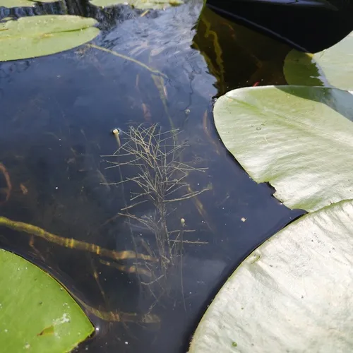 Fennel-leaf Pondweed
