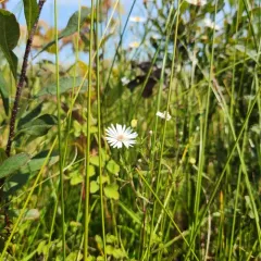 northern bog aster thumbnail 3