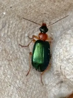 Lebia tricolor thumbnail 4