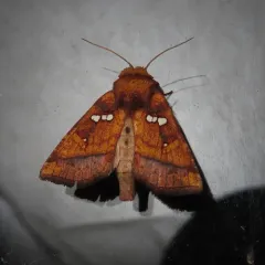 Loosestrife Borer Moth thumbnail 4