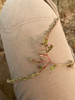 three-bracted loosestrife thumbnail 4