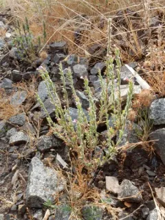 Torrey's willowherb thumbnail 2