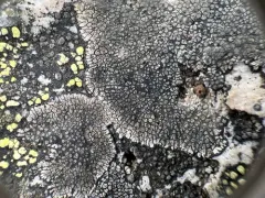 Copper Patch Lichen thumbnail 3