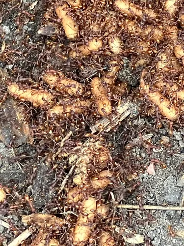 Black Legionary Ant