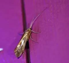 Diamond Northern Caddisfly thumbnail 4
