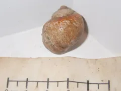 Arctic moonsnail thumbnail 3