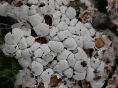 Diderma spumarioides thumbnail 4