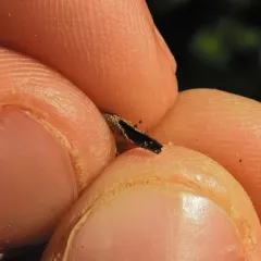 Black-footed Reindeer Lichen thumbnail 4