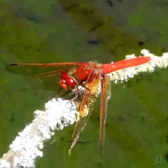 Cardinal Meadowhawk thumbnail 4