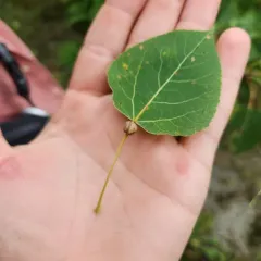 Aspen Petiole Gall Moth thumbnail 2