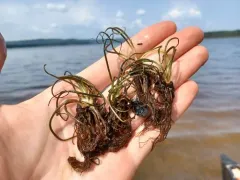 Big-spore Quillwort thumbnail 1