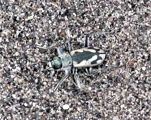 Bruneau Dune Tiger Beetle