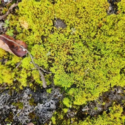 Inclined Twisted Moss
