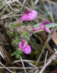 Marsh Lousewort thumbnail 4