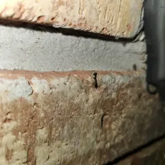 Aster-head Eucosma Moth thumbnail 1