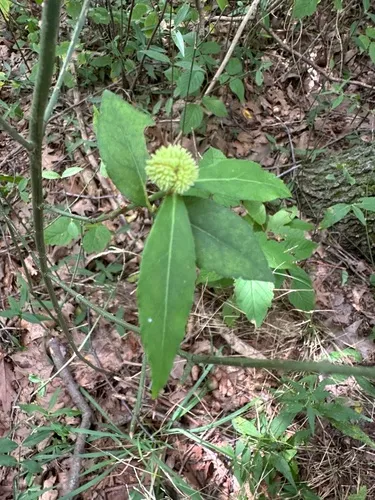 strawberry bush