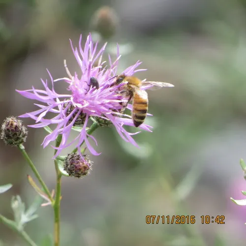Western Honey Bee