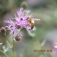 Western Honey Bee thumbnail 1