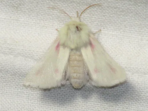 Schinia snowi