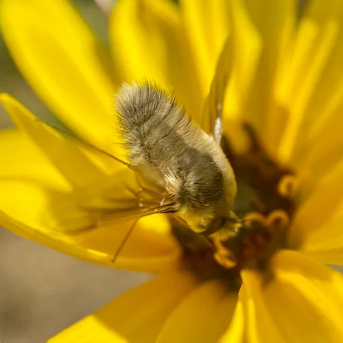 Anastoechus barbatus