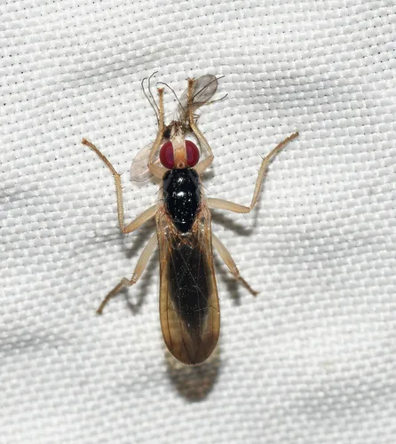 Cordilura dimidiata
