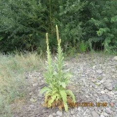 great mullein thumbnail 1