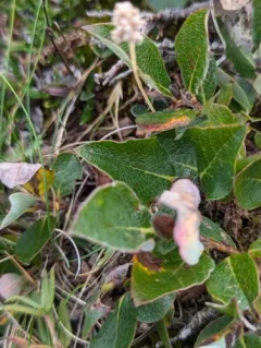 Limestone Willow thumbnail 4
