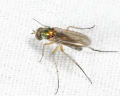 Dolichopus variabilis thumbnail 2