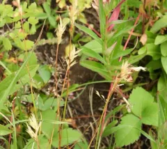 Vasey's Oatgrass thumbnail 1