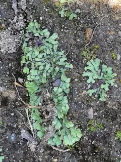 Delicate Starwort thumbnail 3