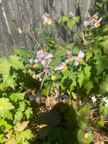 Japanese anemone