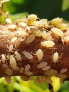 Dandelion Root Aphid thumbnail 3