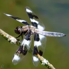 Eight-spotted Skimmer thumbnail 4
