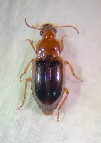 Bradycellus nitidus