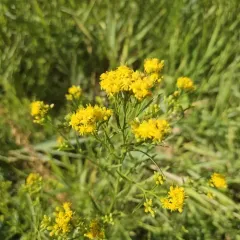 western goldenrod thumbnail 3