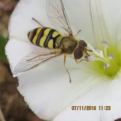 Western Aphideater thumbnail 1