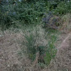 Scotch Broom thumbnail 2