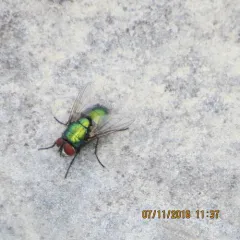 Common European Greenbottle Fly thumbnail 3