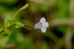 Slender False Pimpernel thumbnail 1