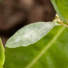 Erysiphe polygoni thumbnail 3