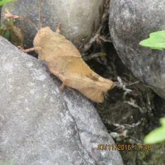 Carolina Grasshopper thumbnail 1