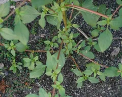 powell's amaranth thumbnail 4