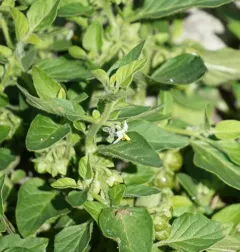 Green Nightshade thumbnail 3