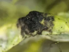 Phacopsis vulpina thumbnail 3