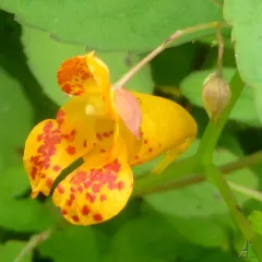 common jewelweed thumbnail 5
